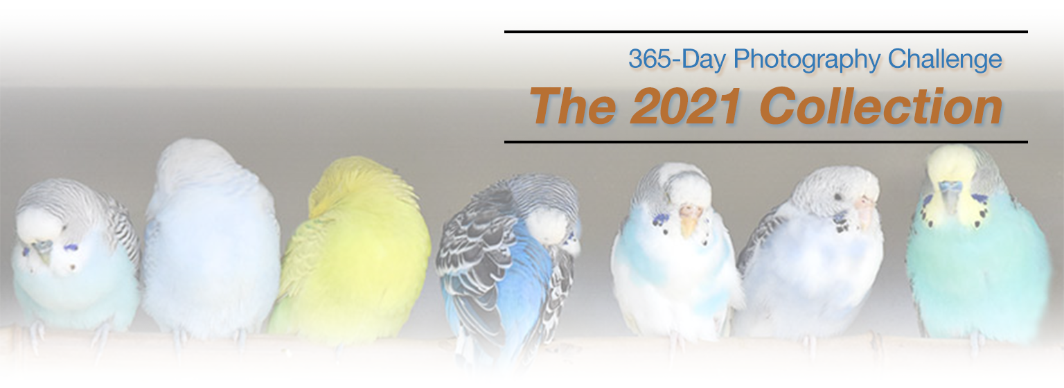 2021-photo-challenge