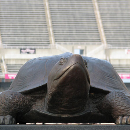 Testudo