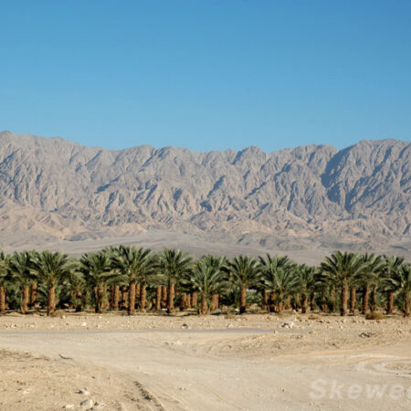 Tree Line