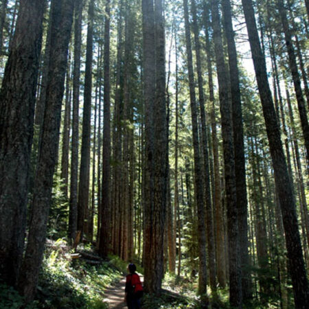 Among the Trees