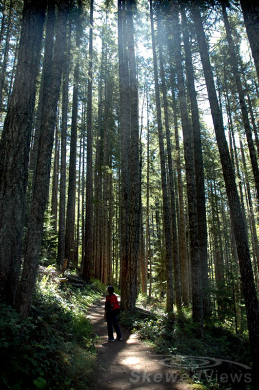 Among the Trees