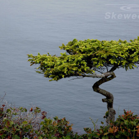 Tree by the Cliff