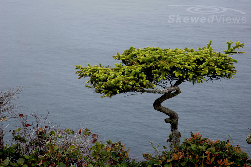 Tree by the Cliff