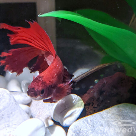 Lava, the Beta Fish