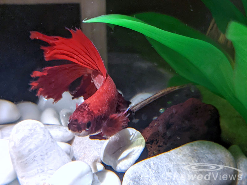 Lava, the Beta Fish