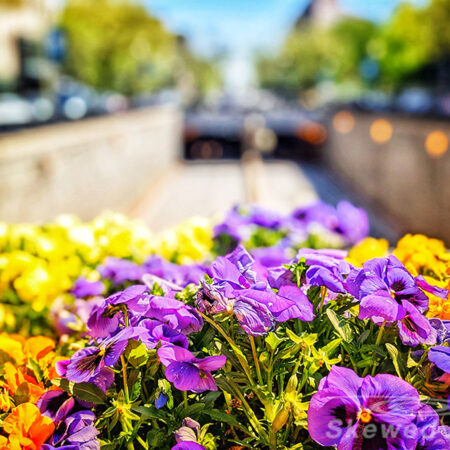 Flowers in Dupont