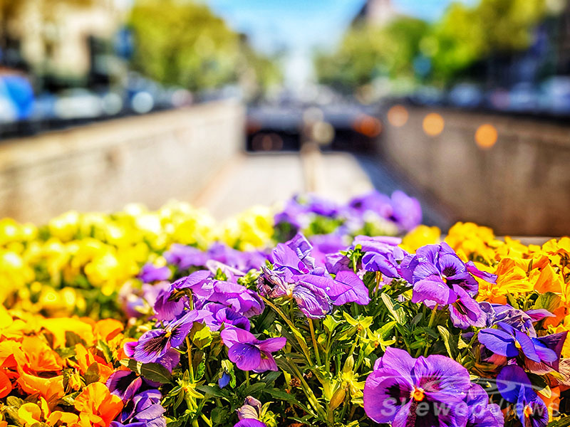 Flowers in Dupont