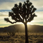 Joshua Tree