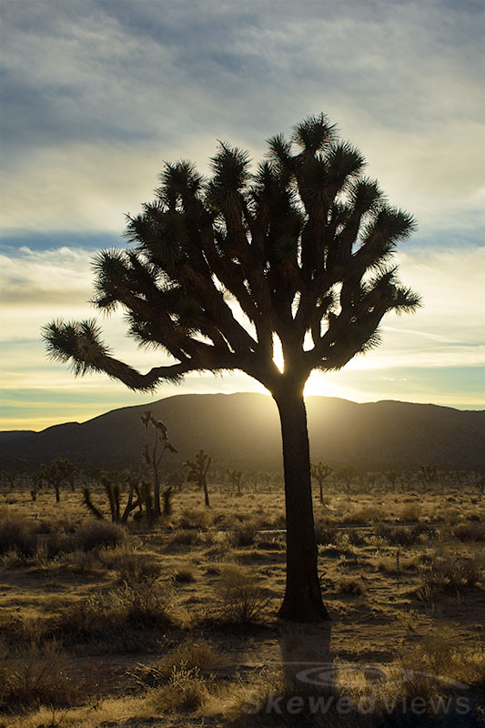 Joshua Tree