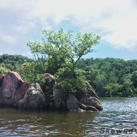 Rocks and Trees