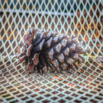 Pinecone