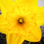 Daffodil