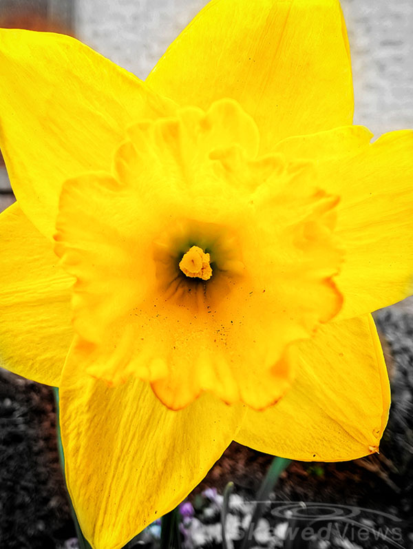 Daffodil